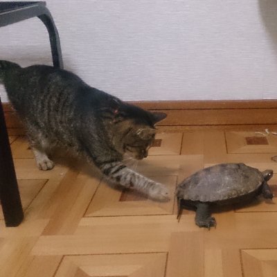 nanya757's profile picture. ごくまれに短歌だけど、短歌より外食が好き。いろんなナニャドヤラも調べていたり。人見知りだよ。