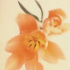 BaiIHu_diary's profile picture. sfw account, personal corner of indulgence in multishipping. Potential to become a writing page if one day I have the motivation to do it.