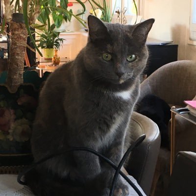 CalypsoChe10396's profile picture. 