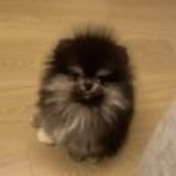 trololol_sup's profile picture. MachiBigBrother's son