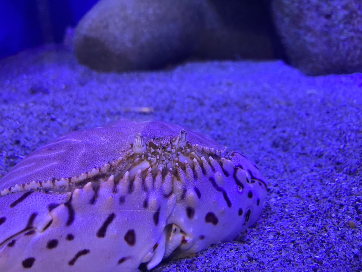 sue_aki91's profile picture. ついったーはじめました | 📖🎬🦀