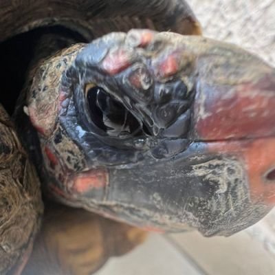 xdtanabez's profile picture. Who killed Cock Robin? 
6x World Champion - Jogo do Bicho (16-18-21-22-23-24) 
MVP in 2016, 2022 , 2023 and 2024 
2025 - Retired

 ᵀꜱ ❤️‍🔥