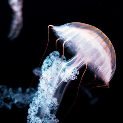 くらげのまーるーさんのプロフィール画像