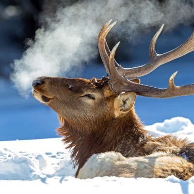 elk_pilled's profile picture. big dumb piebald elk 34/male/bi 💍@xXfallowfawn💍