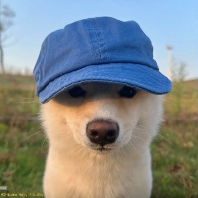 DuofuCTO's profile picture. 带着帽子的狗 - Dog Wearing a Hat

0xb616c0d64dce1c1e9cf4724fca70db3c5b7d4444