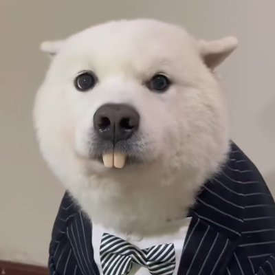 zvdhc92928129's profile picture. 