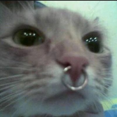 riotlav's profile picture. 🏳️‍🌈 she/her  Ψ  feminista hasta que suena misery business de paramore