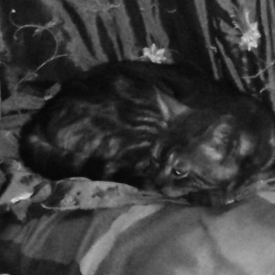 0xTT___'s profile picture. Random Tech geek guy                                                        
 Malware Analysis-researcher