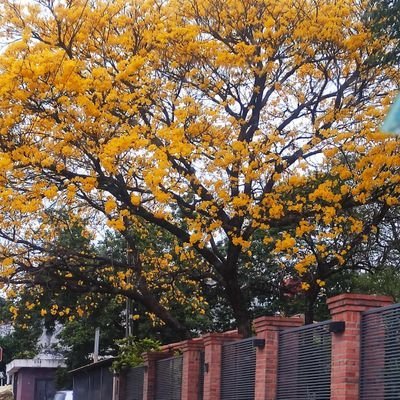 Jazminvallejosc's profile picture. PARAGUAY 🇵🇾🌳🌸🌳🌸🇵🇾