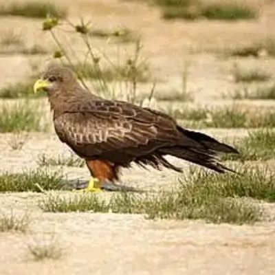 buteoninae_'s profile picture. 