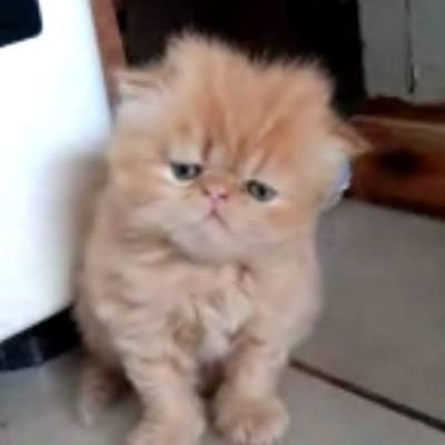 Alessander_OP's profile picture. 