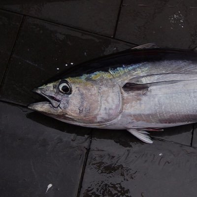 tuna_pp's profile picture. 