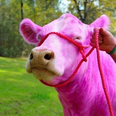 @yourbadcow09