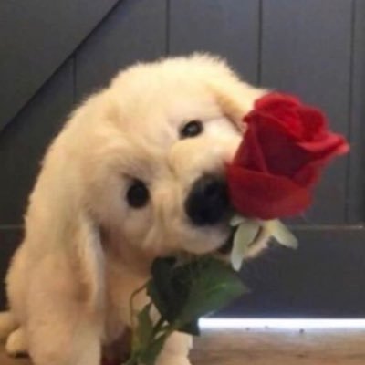 @gallaorm