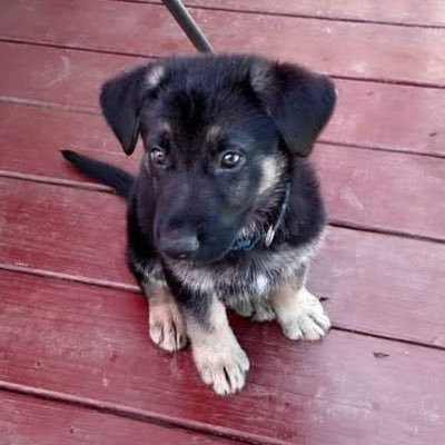 kidcoolzishim's profile picture. 