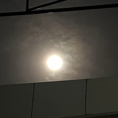 bird52128946's profile picture.