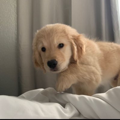 qlnew_ss's profile picture. 