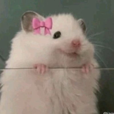 @snowwhiteofcats