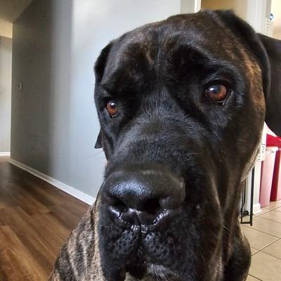 Raylee785's profile picture. Don't listen to me, I have no idea what's going on.