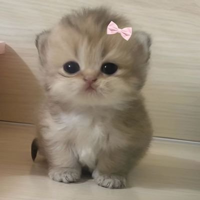 cottagecorebunn's profile picture. Trying my best