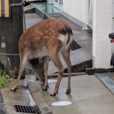 CnEVlQWI0a22618's profile picture. ホロライブが好きです！ブルーアーカイブ始めました！