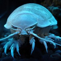 Leo VIP 🦑 (@lpv90202051) 's Twitter Profile