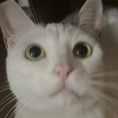 sora_Xcy's profile picture. hi！🫶🏻