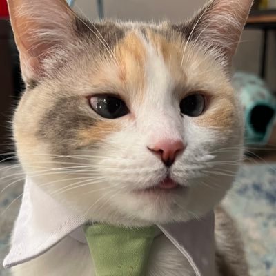 fatfatpankocat's profile picture. professional cat 💗 fatfatpankocat@gmail.com