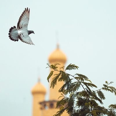 ekremkaan27's profile picture. UÜİF