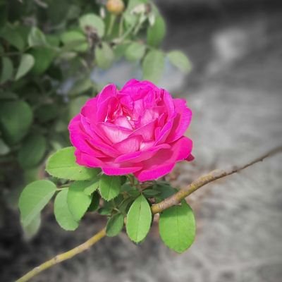 awa8822's profile picture. (ومَا لَنَآ أَلَّا نَتَوكَّل عَلَى ٱللَّهِ وَقَدۡ هَدَانَا سُبُلَناۚ وَلَنَصۡبِرَنَّ عَلَىٰ مَآ ءَاذَيۡتُمُونَاۚ وَعلَى ٱللَّهِ فَلۡيتَوَكَّلِ ٱلۡمُتوكّلُون)