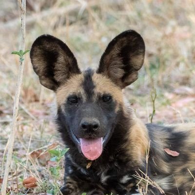 Takura Zhangazha Profile