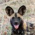 Takura Zhangazha Profile picture