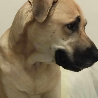 KamzelisMaik's profile picture. δεν κάνω πίσω για την αλήθεια και την δικαιοσύνη!
σε όσους αρέσω οκ....
σε όσους δεν αρέσω ...τον πούλο