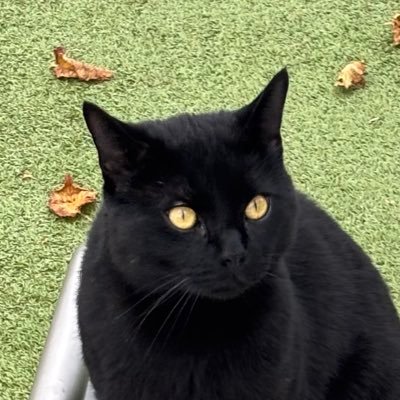 thecatheists's profile picture. 🖤 #Panfur Cuba 🐈‍⬛ and #TabbyTroop VICs Loekie 🧡🌈 & Max 🧡🌈 with atheist pawrents. That makes us catheists. Big brothers 👧🏼🧒🏼. Team #Hedgewatch 🐾🌳