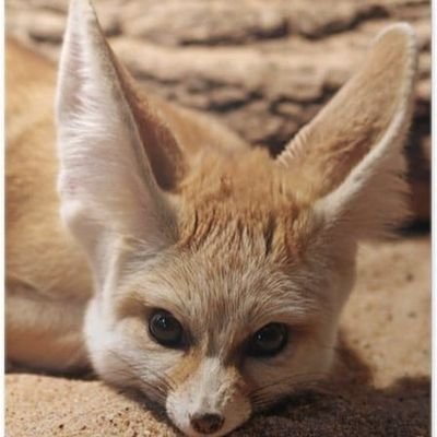 Sammy_Geneva's profile picture. 