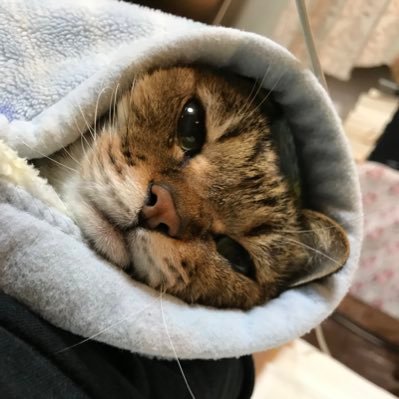 イアンママ (@SYzkmnSure6klsx) / X