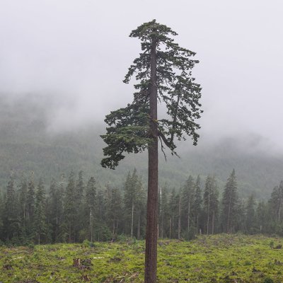 adouglasfir's profile picture. tree