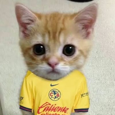 Kiusama11's profile picture. América yo te llevó en el corazón!!!!🦅💛💙💛💙💛💙💛 #VamosAmérica 💛💛💙💙💛💛 SOLAMENTE AMÉRICA Y YA!!!