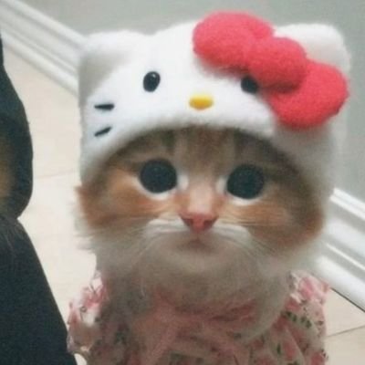 trickorwtreat's profile picture. what the what