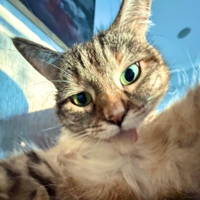 PickliciousF's profile picture. Apparently now 10.8lbs of pure love. Education: Miss Petunia’s Academy for Young Ladies (1day). Taco Truck owner (bankrupt). Cat Ambassador for @dotslondon