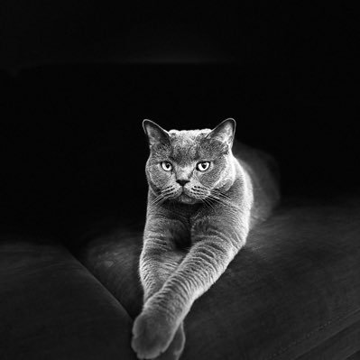 EagLeblck1's profile picture. Everything you can imagine is real