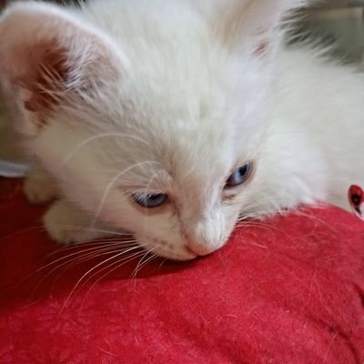 HURT_STYLE1999's profile picture. 満たされないなら
壊してしまえ
すべてを