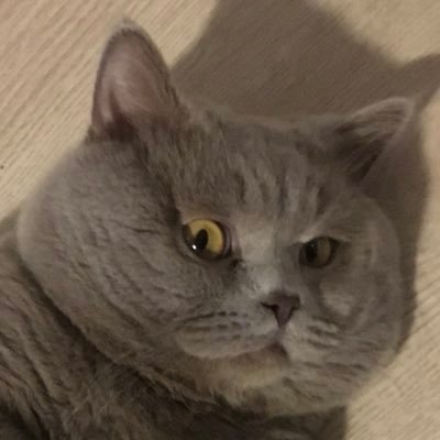 sahasorumlusuu's profile picture. kainatın en mütevazısıyım da yine sana kalır takdir