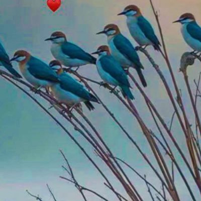 bahra_4's profile picture. فليكن أثرك في الحياة باقياً وأن رحلت افعل الخير مهما صغر حجمه فربما مكانته عند الله الجنة