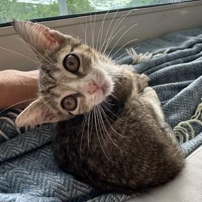 AngelaWinn51203's profile picture. Traditional Catholic, Novus Ordo is a false religion, SSPV, Catholic Doctrine is unchangeable 🇺🇸