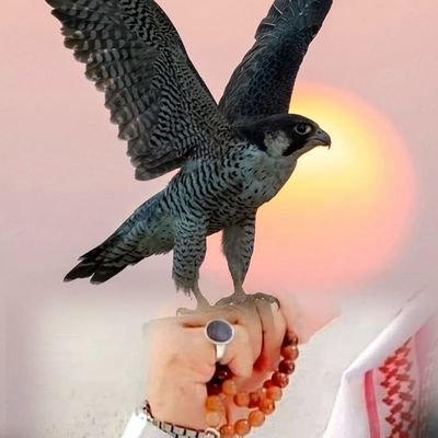 alshmry69015's profile picture. 