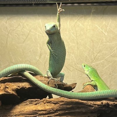 moto_miseinen's profile picture. 特技は乳のサイズを当てることです。🔑 → @miseinenkagi