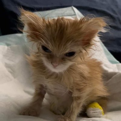 killerclawzz's profile picture. hi