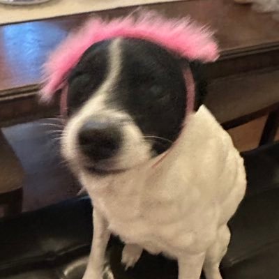 jelliebeeann's profile picture. just a girl who loves veefriends:) 🐧 🐩 🦙💖🌟🌸🦄🧚🏻‍♀️