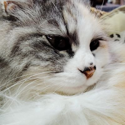 ii7211452869682's profile picture. 配当金と株主優待を得て、ちょっぴり豊かに暮らしたい